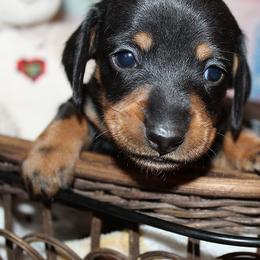 Boy 5 - Black and tan male Dachshund puppy in Craig, Colorado from Rocky Mountain Shih Tzus and Dry Creek Miniature Dachshunds