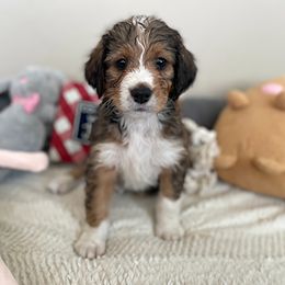 Miss Light Brown - Bernedoodle puppy in Seattle, Washington from Mochi Bernedoodles