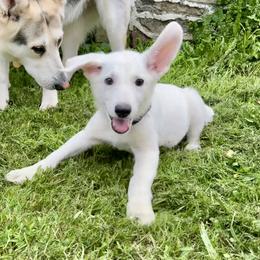 Sugar - White female German Shepherd puppy in Perkasie, Pennsylvania from Twila Ruth Herot