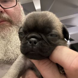 Orange collar - Fawn male Pug puppy in Tallapoosa, Georgia from West Georgia Pugs