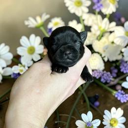 Russian Salon Dog and Yorkshire Terrier Puppies from Yorkies Kisses