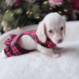 Penny - Cream female Dachshund puppy in Richmond, Virginia from Irresistible Dachshunds & Cavaliers