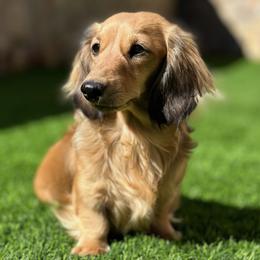 Dolce - Dachshund