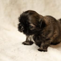 Shih Tzu Puppies from Good Lil Shih Tzu