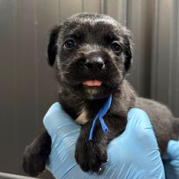 Black Male 1 - Black male Cane Corso puppy in Cashion, Oklahoma from APEXOK Cane Corsos LLC