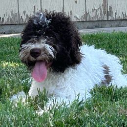 Penny (Yellow) - White Lagotto Romagnolo puppy in Sacramento, California from Innamorati Lagotti