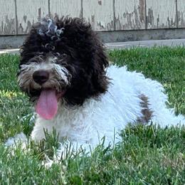 Penny (Yellow) - White Lagotto Romagnolo puppy in Sacramento, California from Innamorati Lagotti