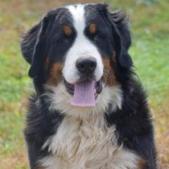 Bernese Mountain Dogs from A&A Greenwood Kennel