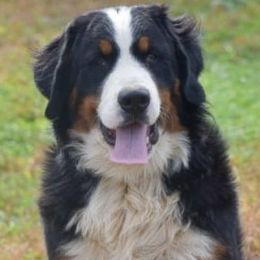 Bernese Mountain Dogs from A&A Greenwood Kennel