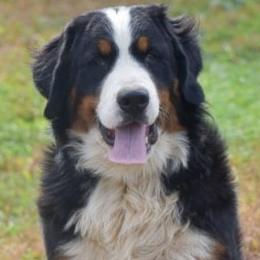 Bernese Mountain Dogs from A&A Greenwood Kennel