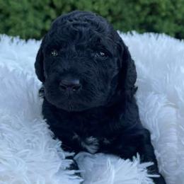 Assorted Doodle Crosses and Poodles from Golden Ridge Doodles