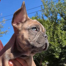 Biggie - Blue fawn male French Bulldog puppy in Redford Township, Michigan from Frenchies That...