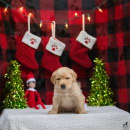 Labrador Retriever Puppies from Sun Ridge Labradors