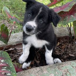 Border Collie Puppies from Sugar Hill Border Collies