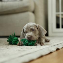 Weimaraner Puppies from Twelve Acre Wood Weimaraners