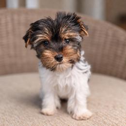 Oogie - Parti male Yorkshire Terrier puppy in Jacksonville, Florida from Yorktown Yorkies