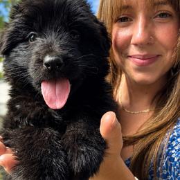 Hallow - Black female German Shepherd puppy in Virginia from Stahlhaus ( Previously Buffelbach Farmstead Shepherds)
