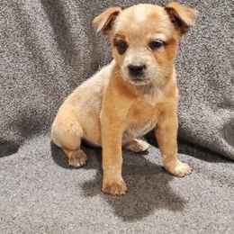Australian Cattle Dog Puppies from DCR Working ACD