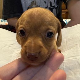 Chocolate based red female short hair - Red female Dachshund puppy in Canton, Texas from Bonnie and Clyde Dachshunds