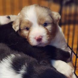 Stetson ''Berkley'' - Red merle male Australian Shepherd puppy in Athens, Tennessee from Mimi's Aussie