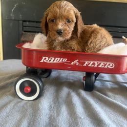 Merlot - Red and white male Cockapoo puppy in Connersville, Indiana from MoonShine Babies