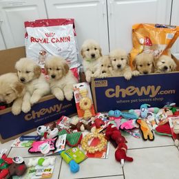 Golden Retriever Puppies from SUN-GOLDEN KENNELS