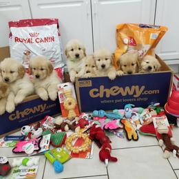 Golden Retriever Puppies from SUN-GOLDEN KENNELS