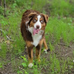 Annie - Miniature Australian Shepherd
