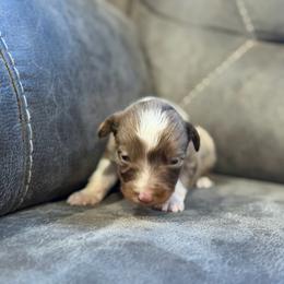 Whiskey - Red merle male Miniature Australian Shepherd puppy in Oronogo, Missouri from Dutton's Show Me Farms