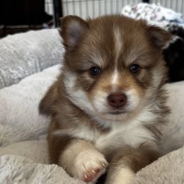 Austin - Chocolate male Pomsky puppy in Plano, Texas from Bowtique Pomskies