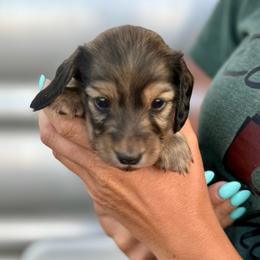Ee shaded cream boy - Cream male Dachshund puppy in Redmond, Oregon from Glossy Doxies