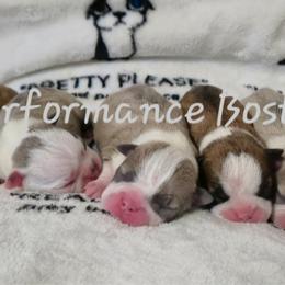 Boston Terrier Puppies from Celtic Kennel Bostons