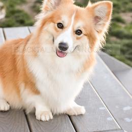 Poppy - Pembroke Welsh Corgi