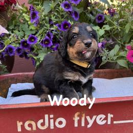 Bernedoodle and Goldendoodle Puppies from Marbel Wood Doodles