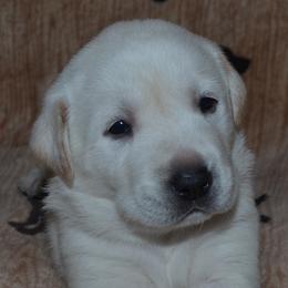 Champion Dad Keeper - Yellow male Labrador Retriever puppy in Spring Creek, Nevada from Badland Kennel