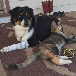Dachshunds and Miniature Australian Shepherds from Maverick Kennels