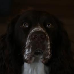 Millie - English Springer Spaniel