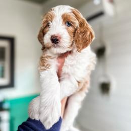 Goldendoodle Puppies from The W Doods
