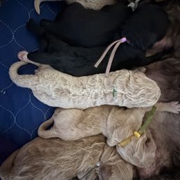 Goldendoodle puppies from Doodle Me This Goldendoodles