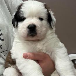 Shadow (Blue Collared Boy) - Brown and white male Saint Bernard puppy in Paramount Long Meadow, Maryland from M&R SKYHAVEN SAINTS