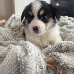 Nala - Black and tan female Pembroke Welsh Corgi puppy in Washington from KB Corgis