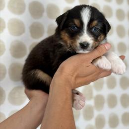 Birch - Black tri-color male Australian Shepherd puppy in Salinas, California from AA Aussies
