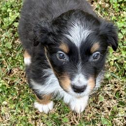 Sheldon - Black tri-color male Australian Shepherd puppy in Bethlehem, Georgia from CJ Farm and Kennels
