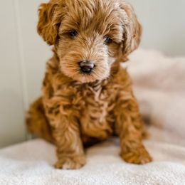 Cavapoo and Goldendoodle Puppies from Fitzdoodles