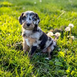Luke - male Australian Mountain Doodle puppy in Pittsburgh, Pennsylvania from WestPenn Doodles LLC