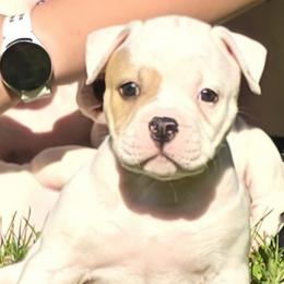 Heath - White and tan male American Bulldog puppy in Three Rivers, Michigan from Jemms Kennels