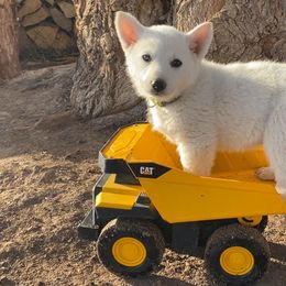 German Shepherd Puppies from Lone Cone Kennels