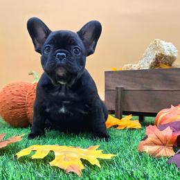 Lil Dicky - Brindle male French Bulldog puppy in Wisconsin from Shameless Bulldogs LLC