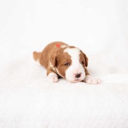 Biscuit - Red  male Goldendoodle puppy in Meridian, Idaho from Country Club Doodles