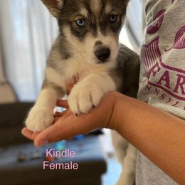 Siberian Husky Puppies from Sandoval Az Husky